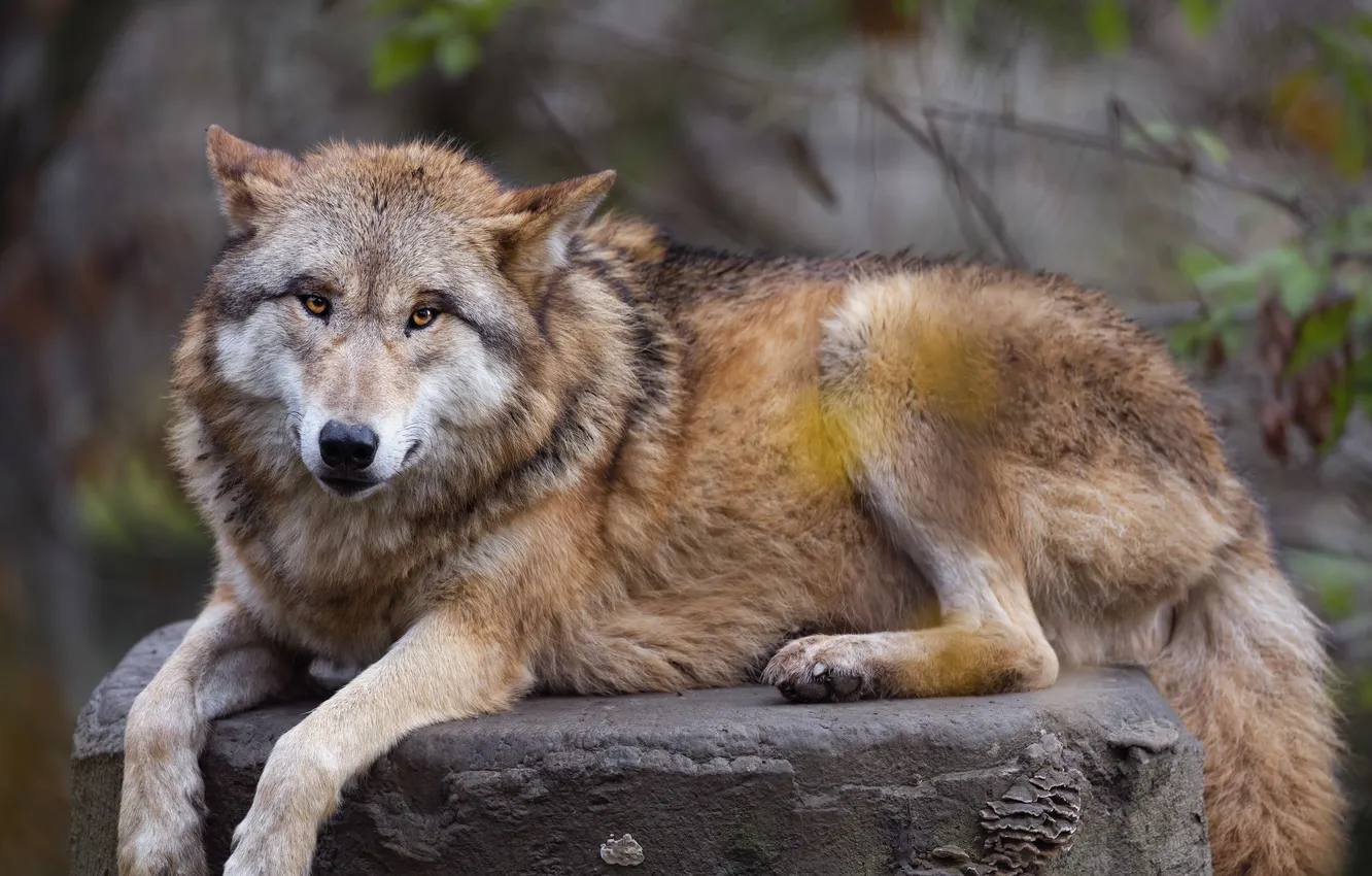 Фото обои nature, face, animal, wolf, wildlife, head, fur, mammal