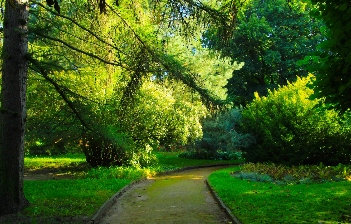 Фото обои green, trees, park, alley