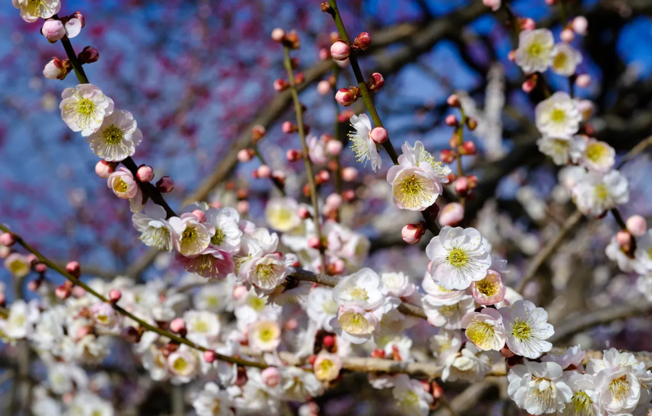 Фото обои дерево, весна, цветение, слива