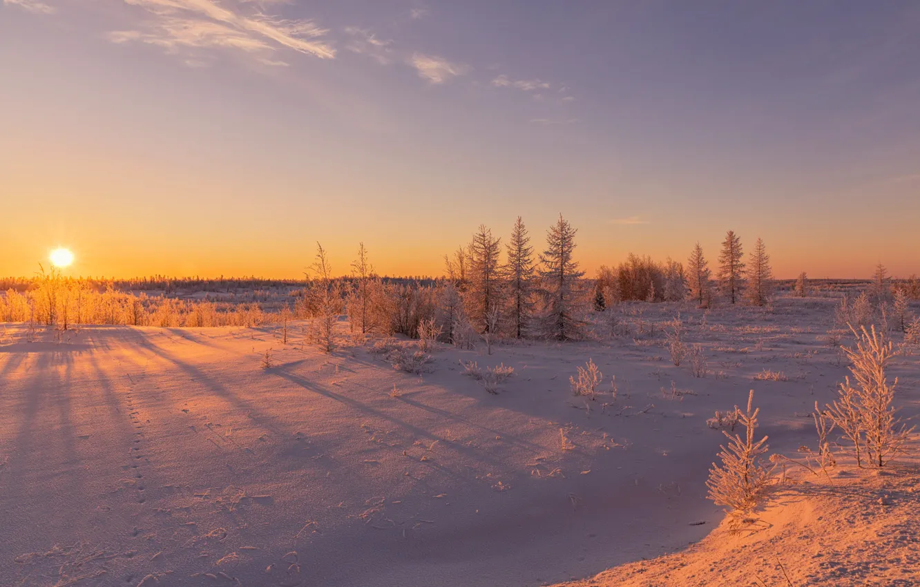 Фото обои зима, поле, лес, небо, солнце, свет, снег, деревья