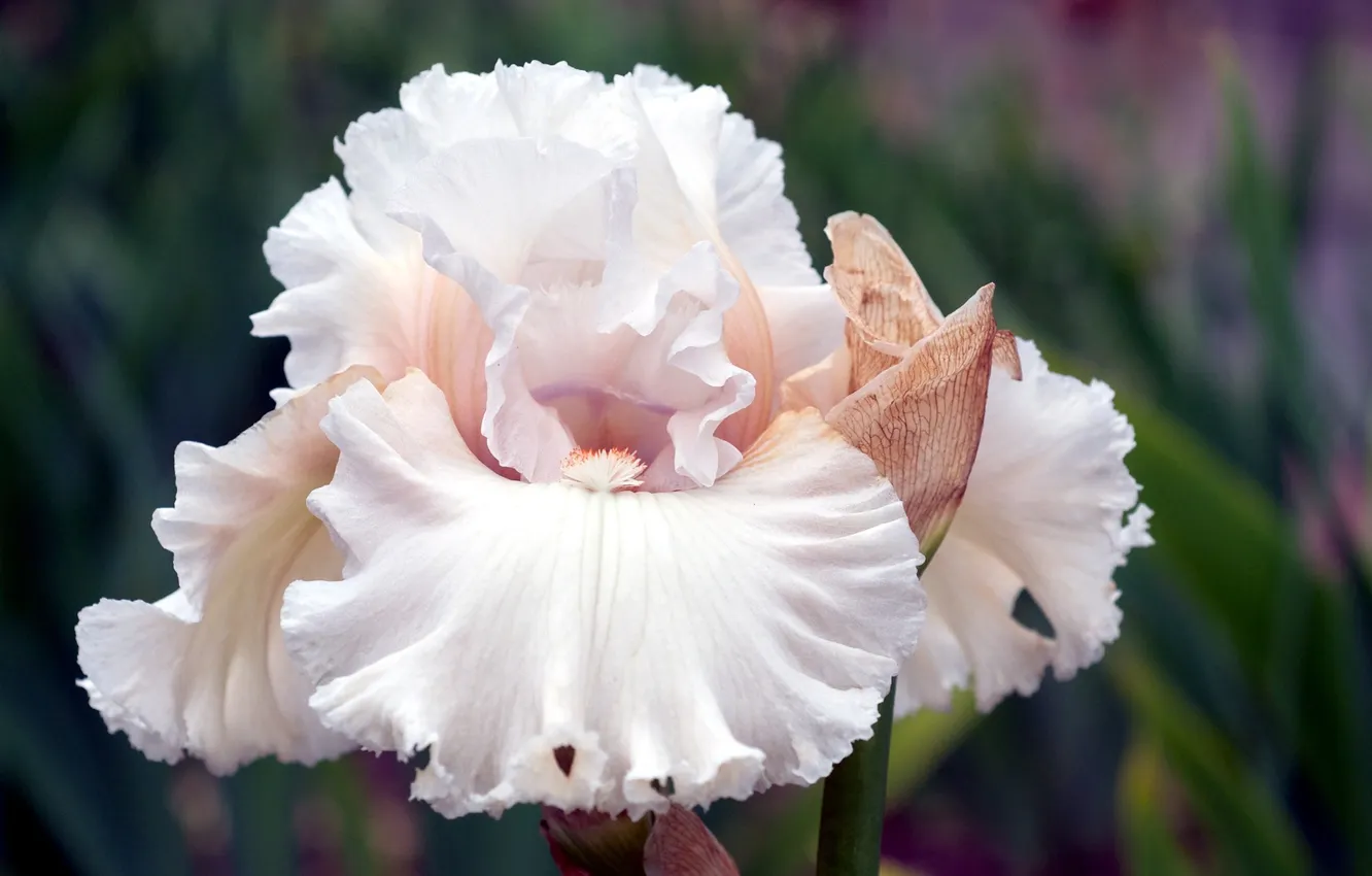 Фото обои белый, цветок, лепестки, ирис