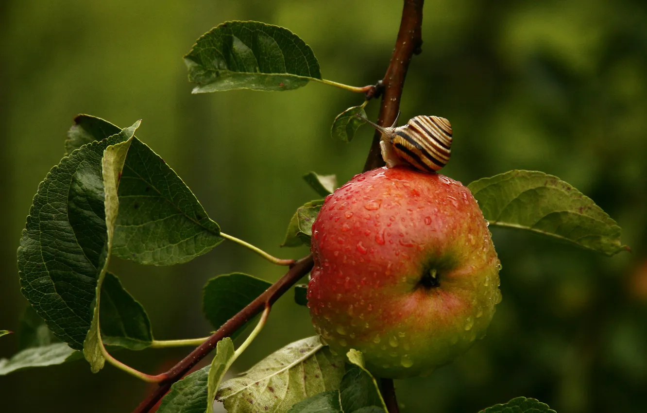 Фото обои листья, макро, ветки, дерево, яблоко, улитка