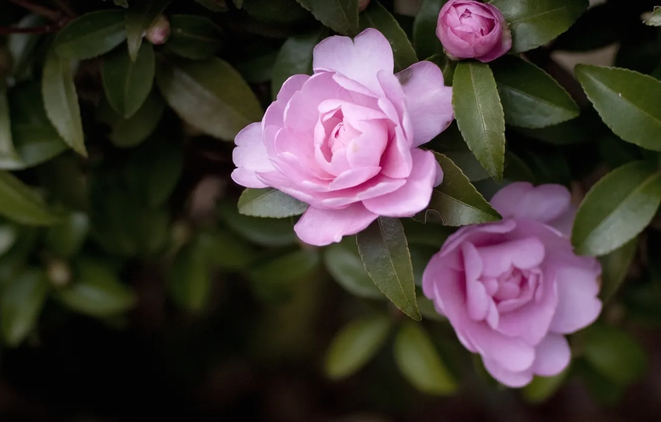 Фото обои цветы, розовые, камелии