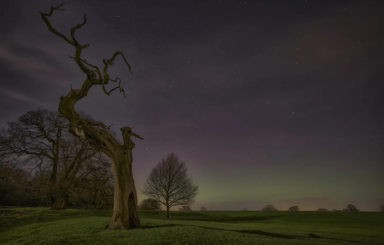 Фото обои поле, ночь, дерево