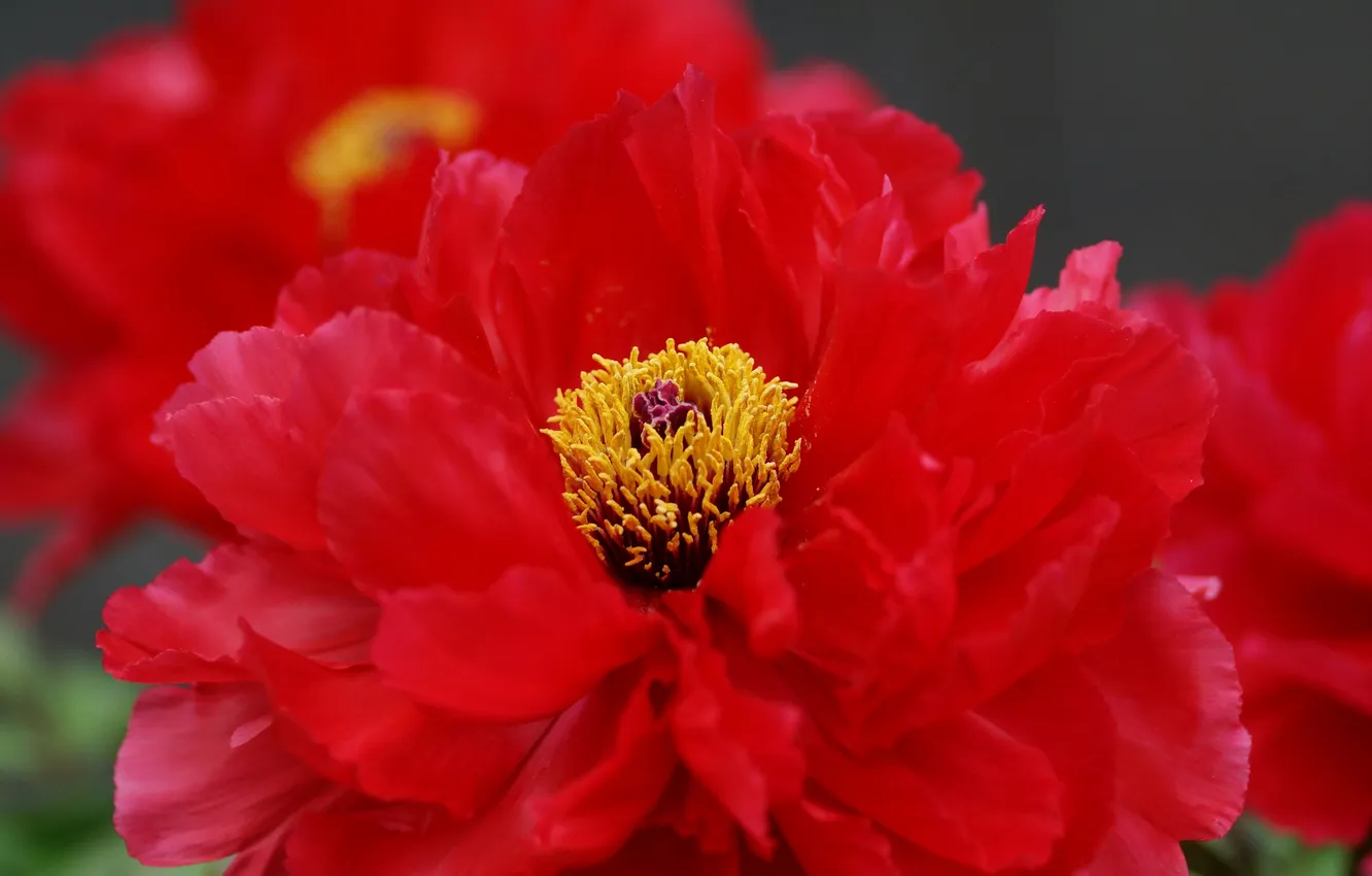 Фото обои цветок, макро, красный, пион