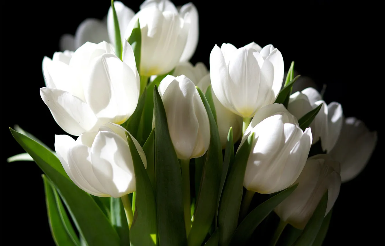 Фото обои цветы, темный фон, букет, тюльпаны, белые