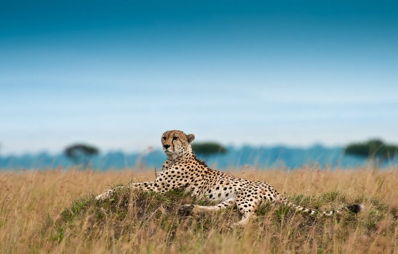 Фото обои отдых, гепард, охотничий леопард, Acinonyx jubatus