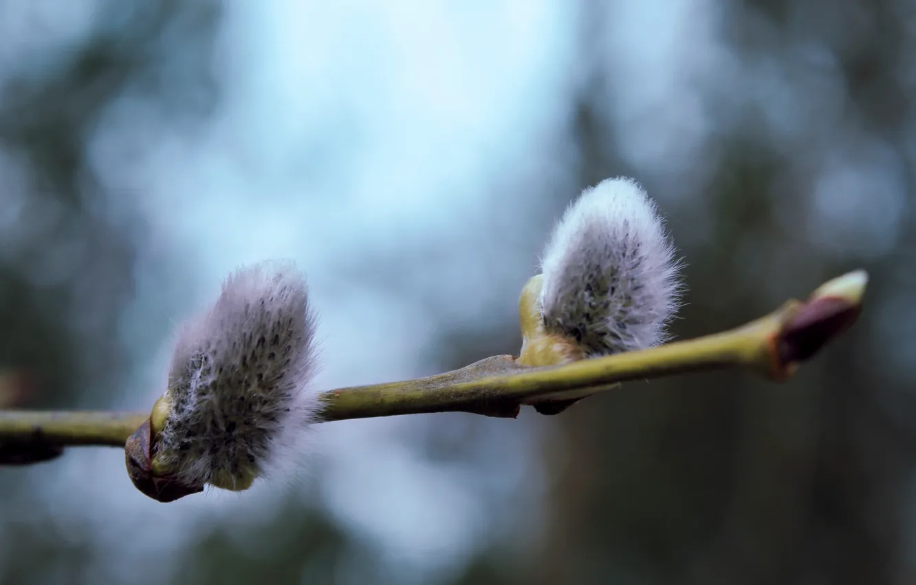 Фото обои лес, свет, деревья, ветки, природа, голубой, котик, весна
