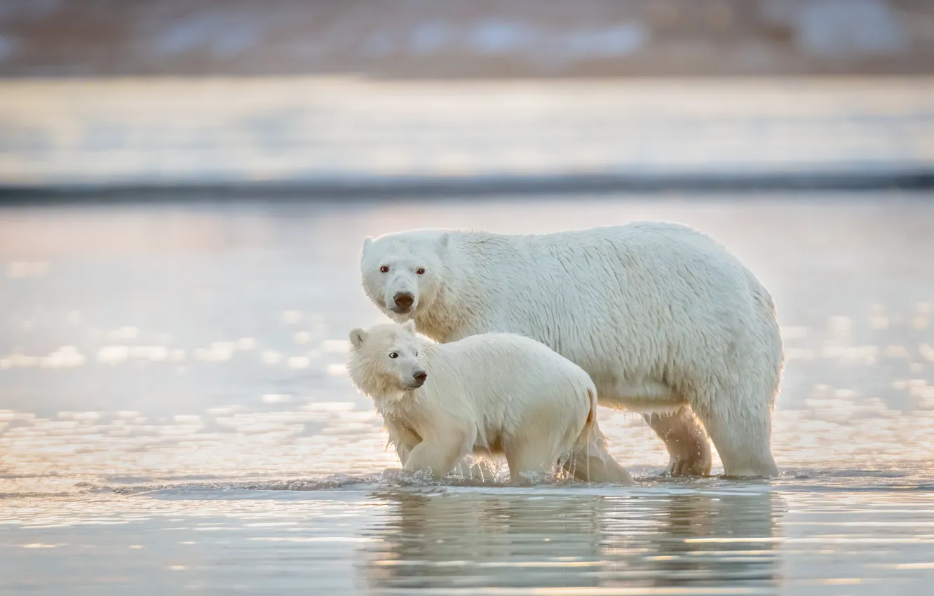 Фото обои вода, малыш, медведи, купание, пара, медвежонок, прогулка, белый медведь