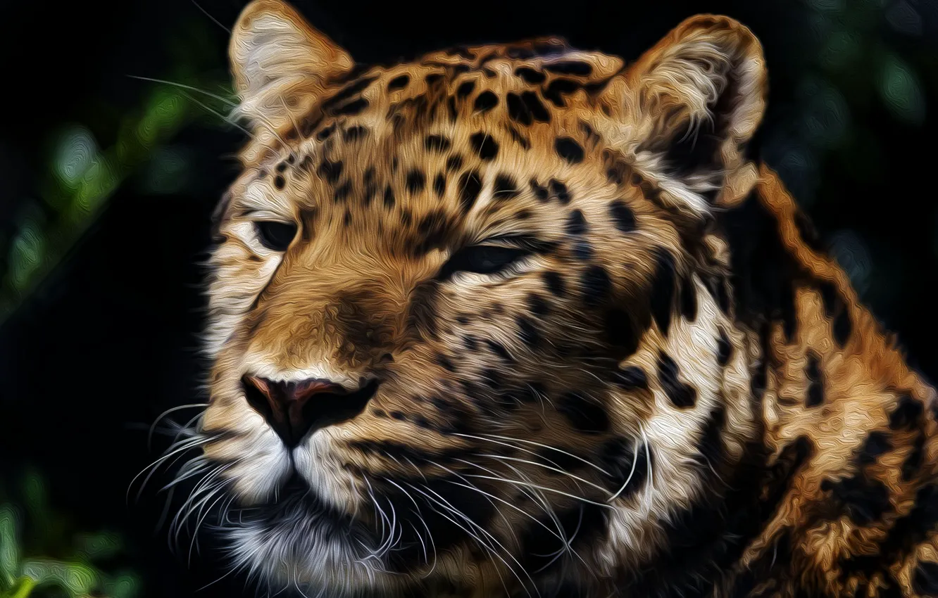 Фото обои морда, хищник, Амурский леопард