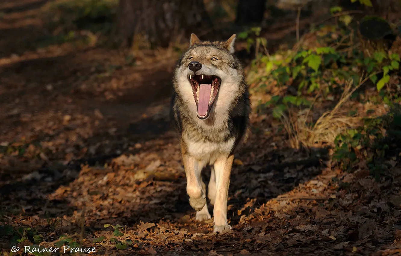 Фото обои Predator, nature, snow, face, animal, wolf, canis lupus, wildlife