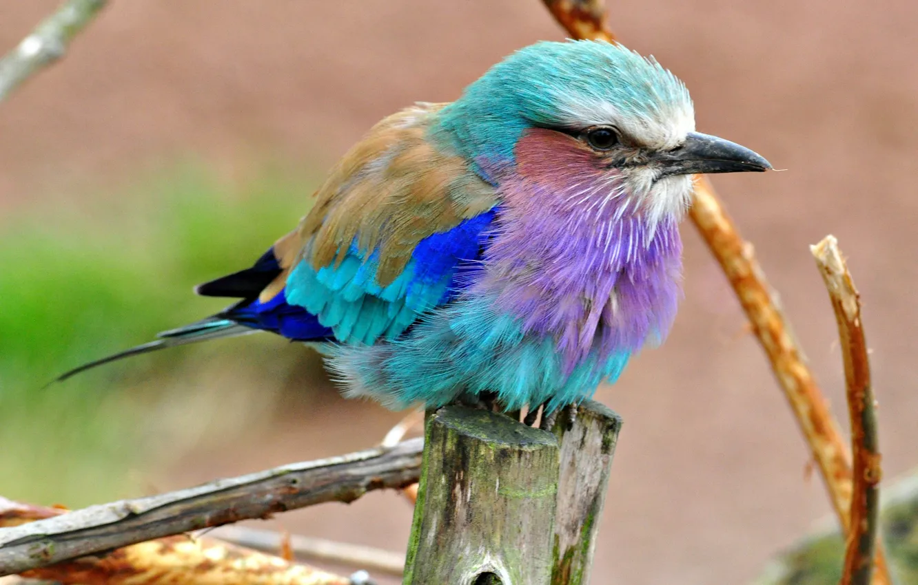 Фото обои птица, цвет, перья, клюв