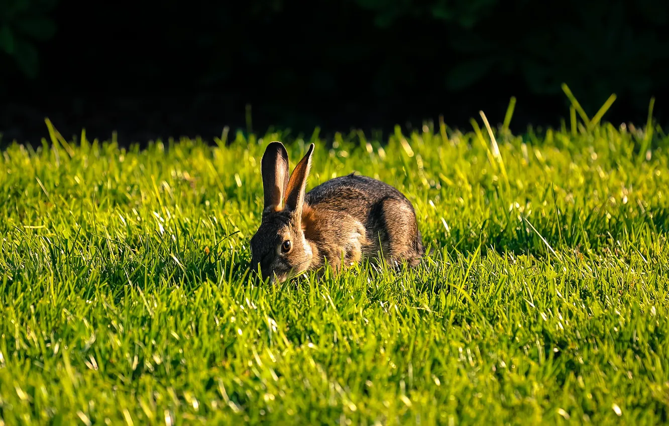 Фото обои зелень, трава, свет, поляна, заяц, кролик