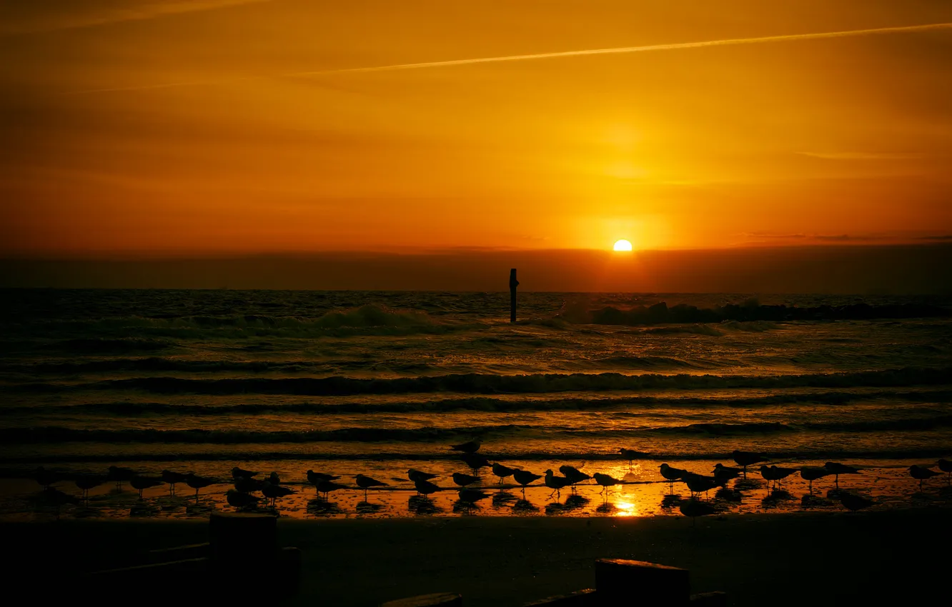 Фото обои волны, закат, чайки