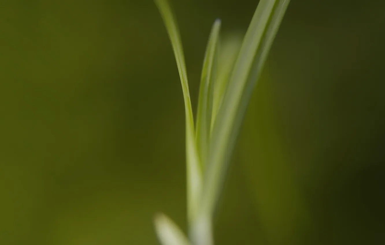 Фото обои трава, макро, зеленая