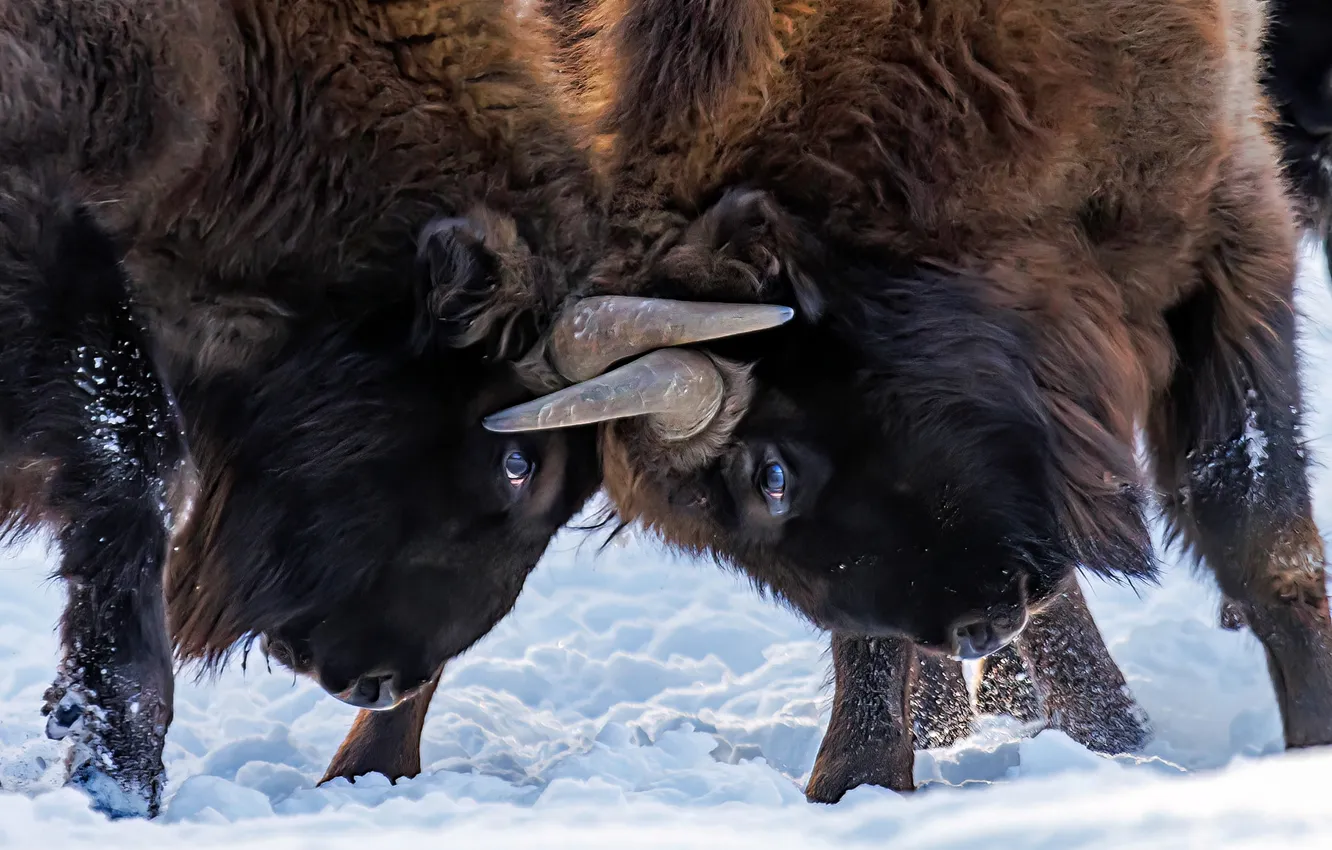 Фото обои beam, buffalos, Nive, Mamiferos, cuernos, fuerza