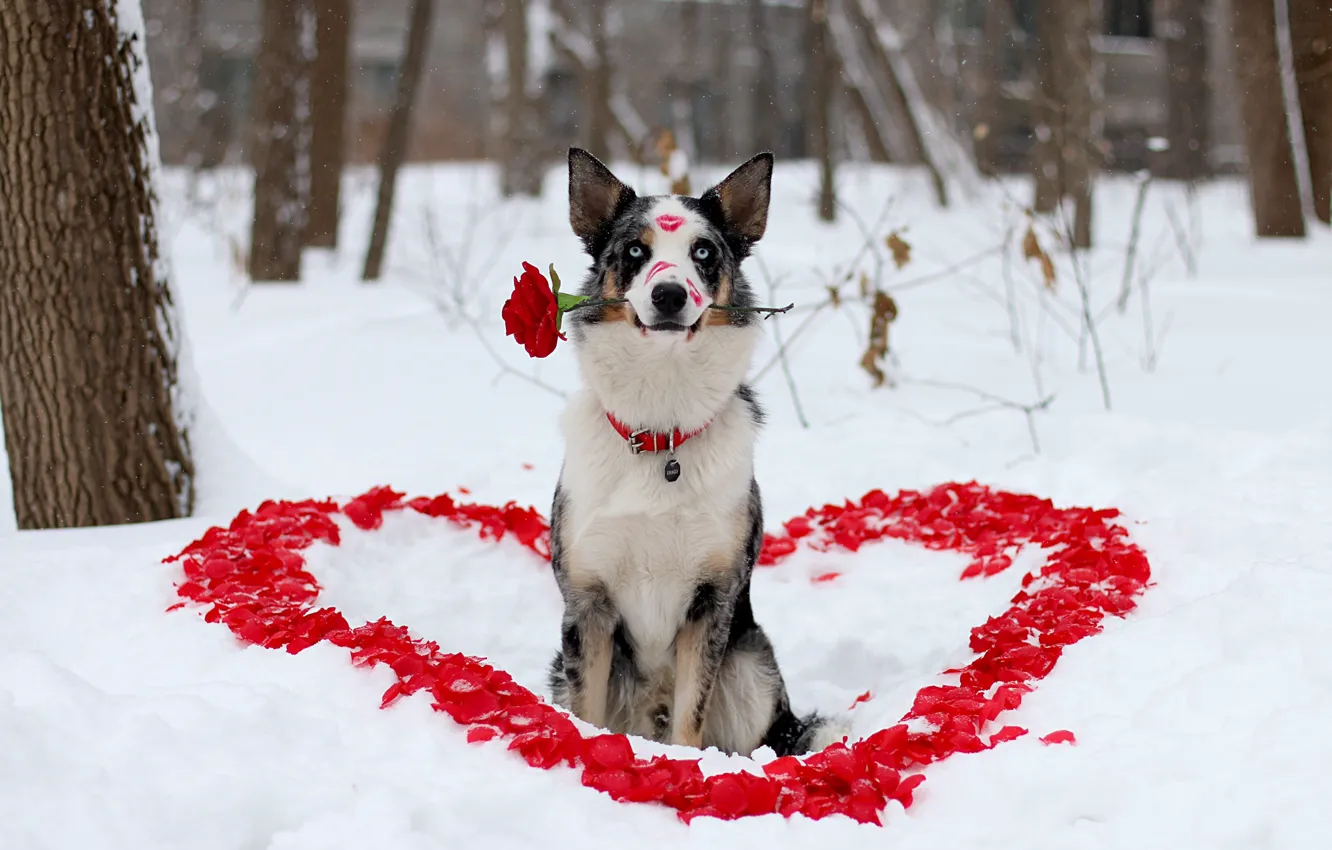 Фото обои зима, цветок, взгляд, любовь, друг, роза, собака, лепестки