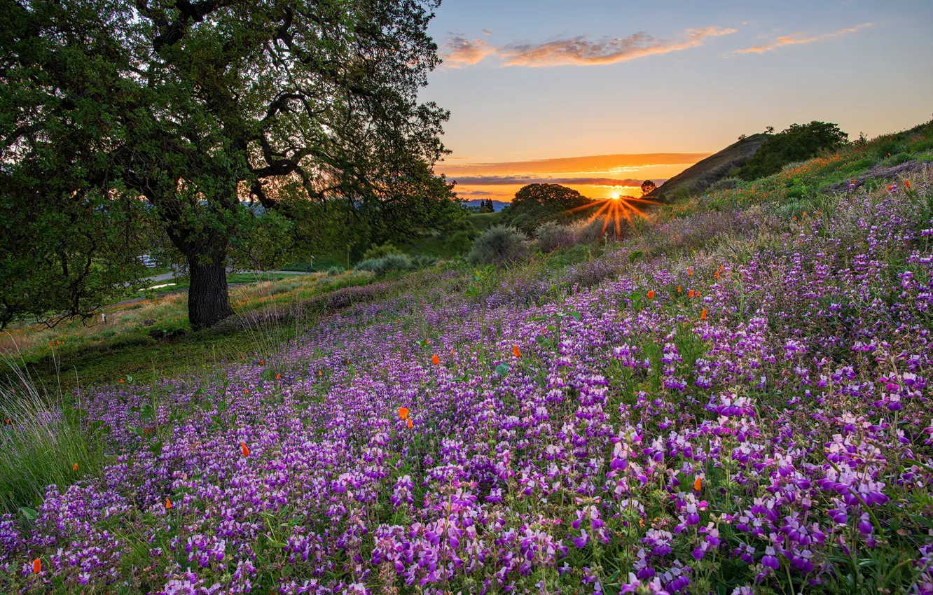 Фото обои закат, цветы, дерево, луг, Калифорния, люпины