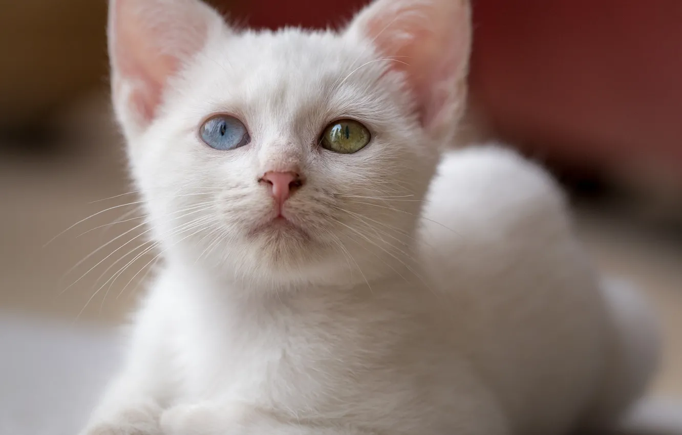 Фото обои кошка, белый, взгляд, портрет, котёнок