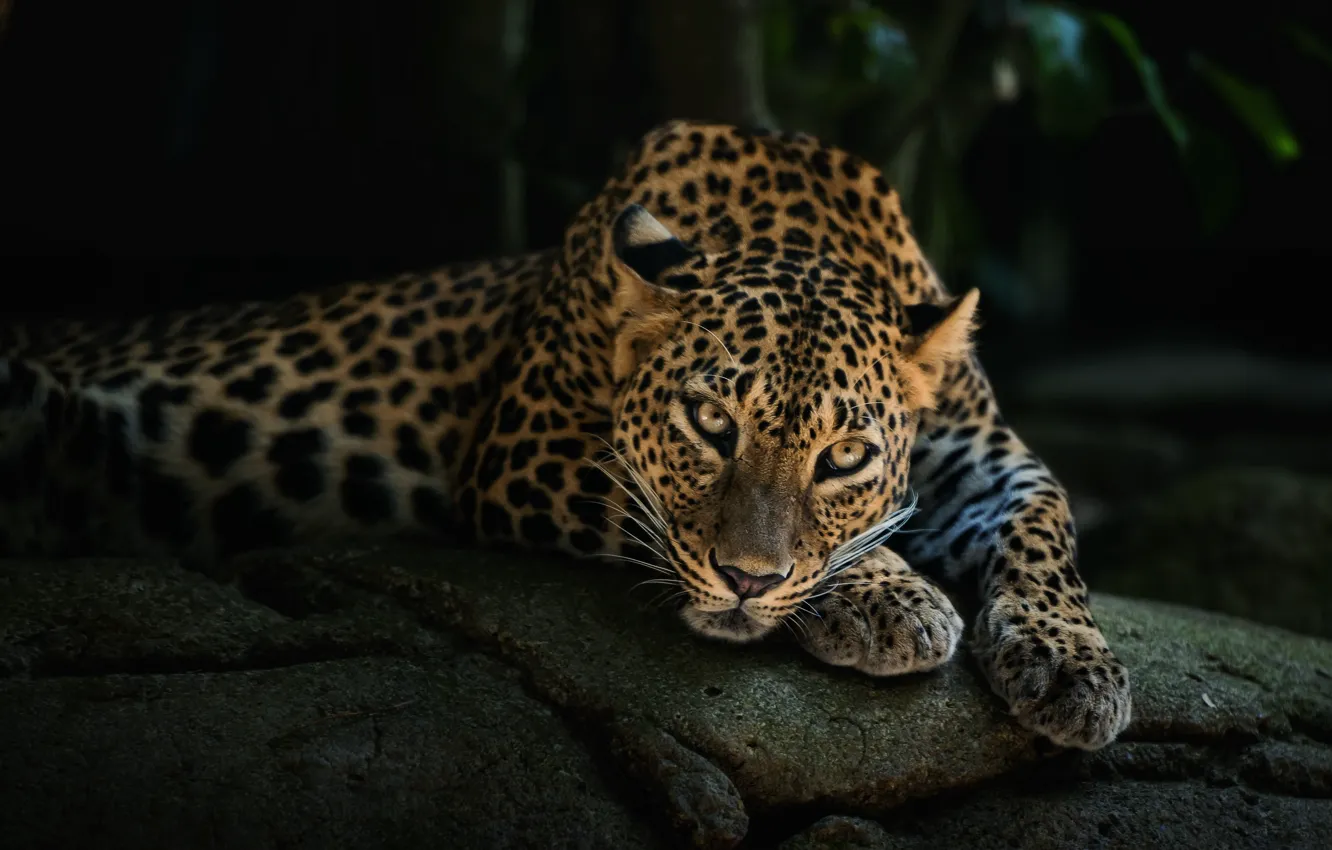 Фото обои морда, хищник, леопард, лежит