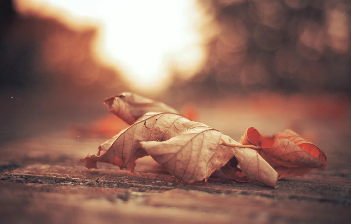 Фото обои осень, лист, листва, листок, клён, листики, боке, bokeh