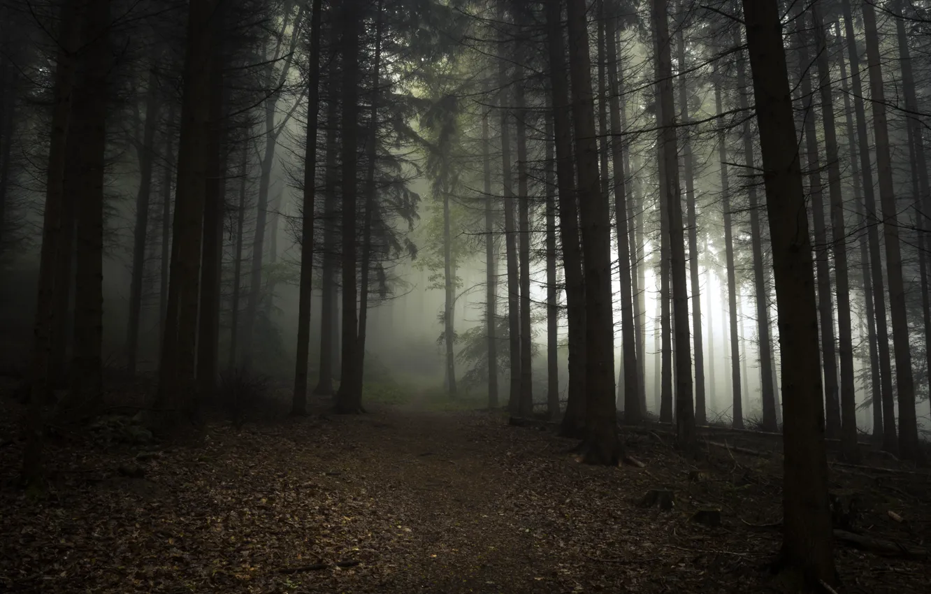 Фото обои лес, деревья, природа, туман, Германия, тропинка, Nordrhein-Westfalen, Rheinbach