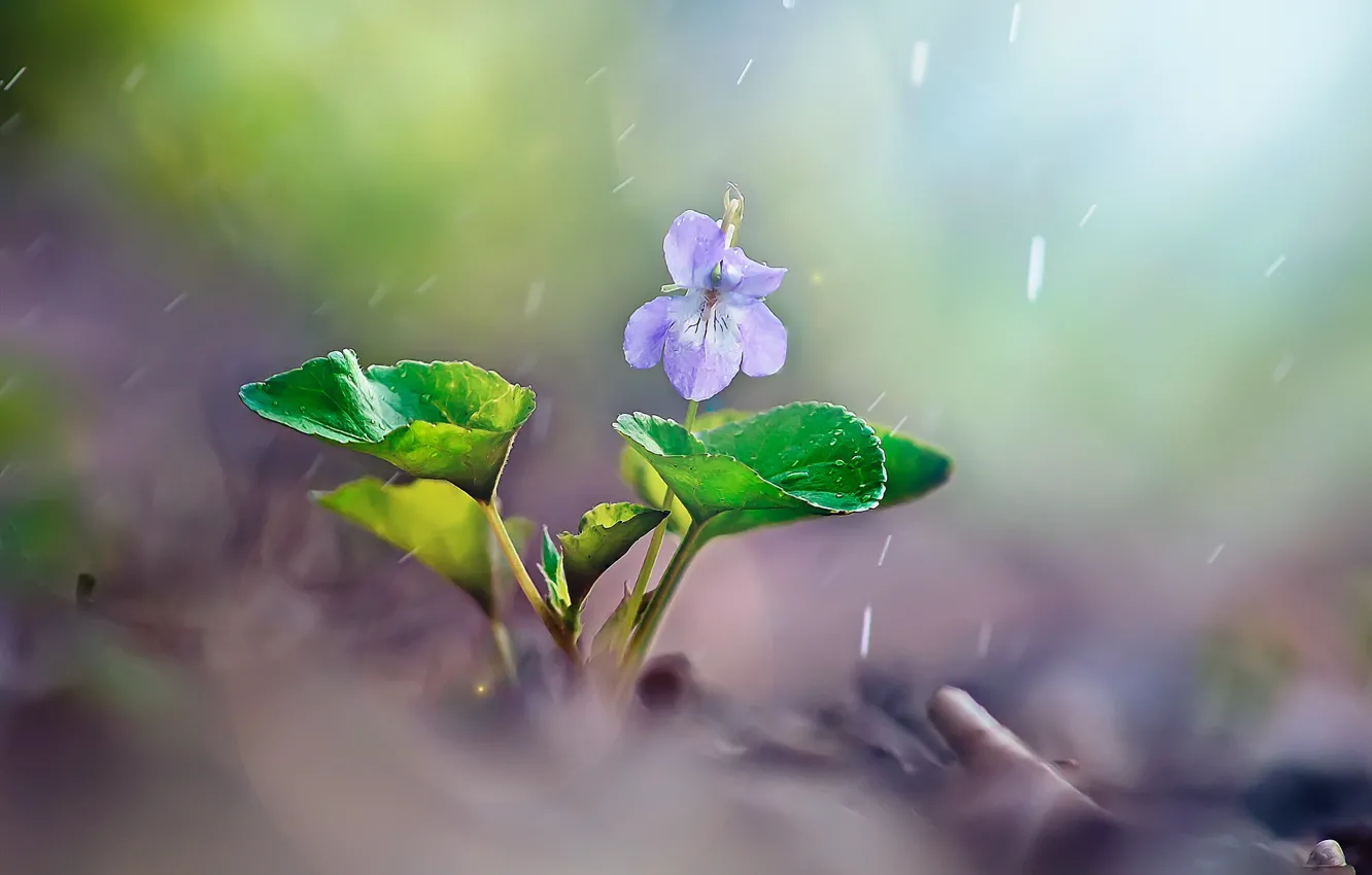 Фото обои цветок, листья, макро, природа, дождь, весна, фиалка