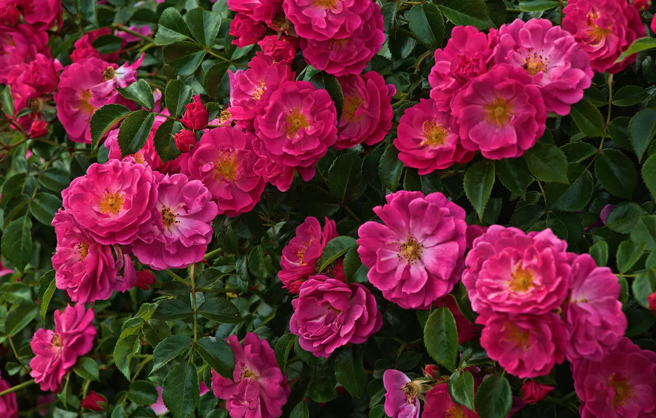Фото обои розы, много, розовый куст