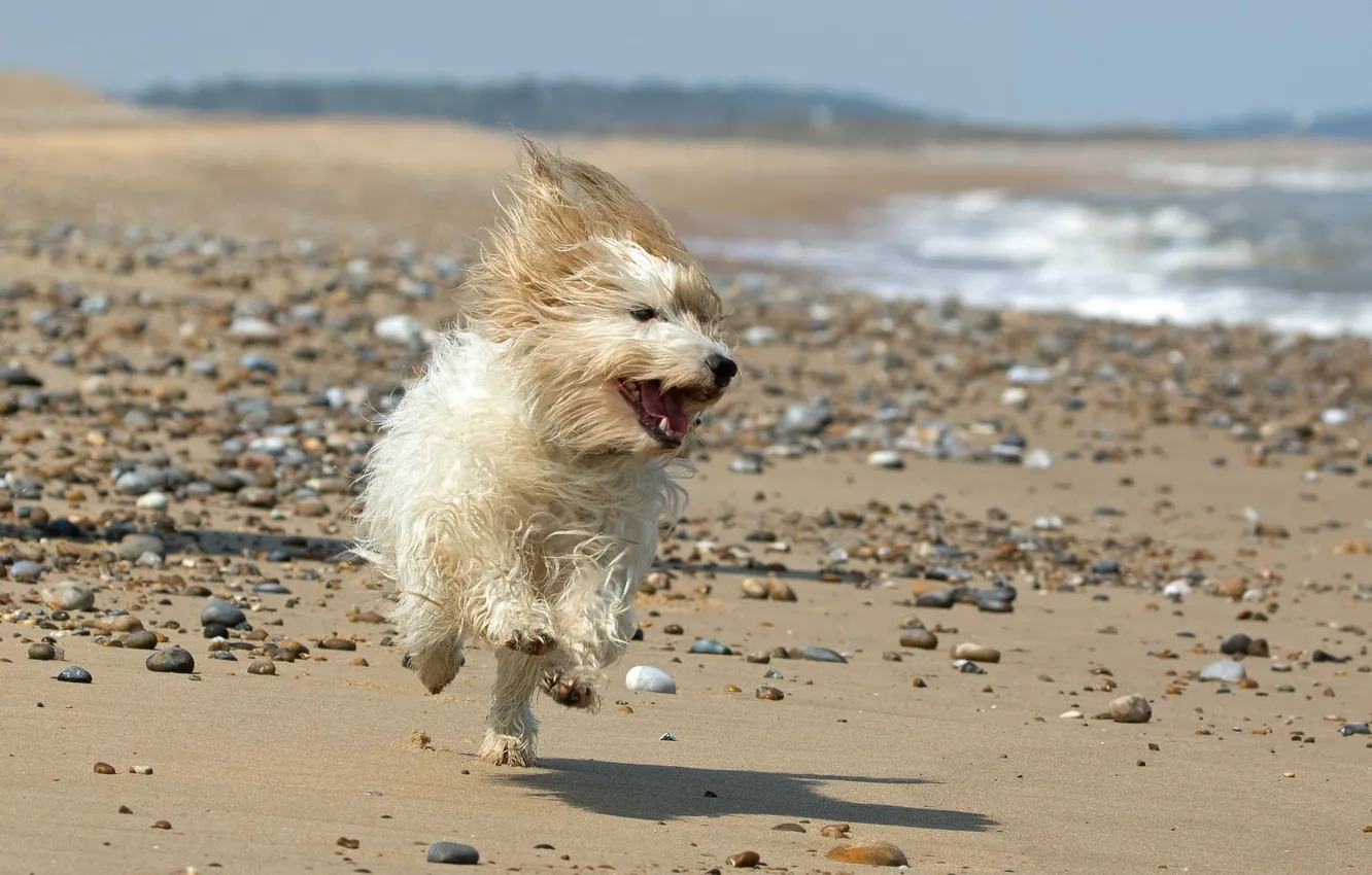Фото обои пляж, собака, бежит