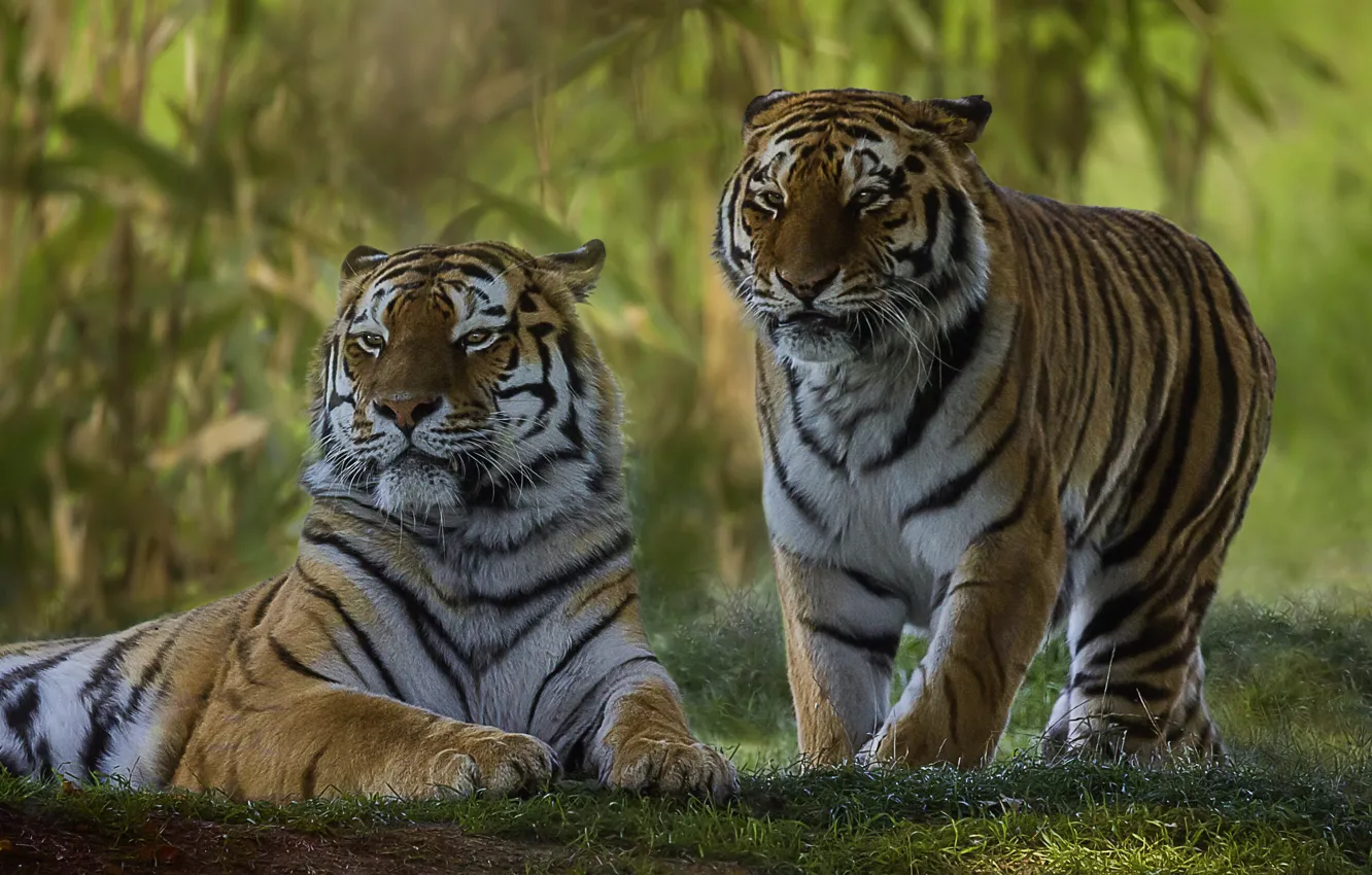 Фото обои парочка, тигры, дикая кошка