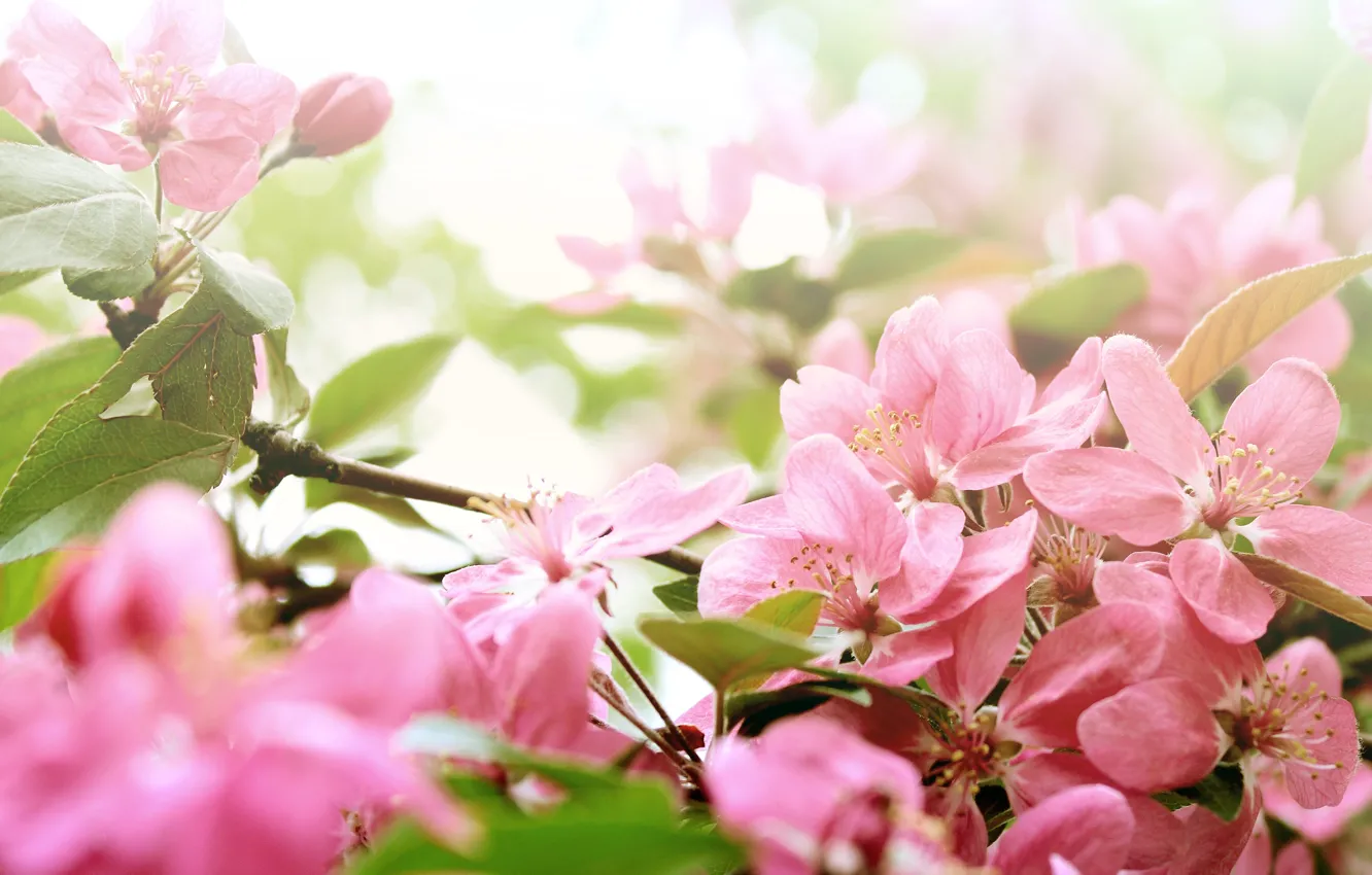 Фото обои дерево, Цветы, весна, цветение