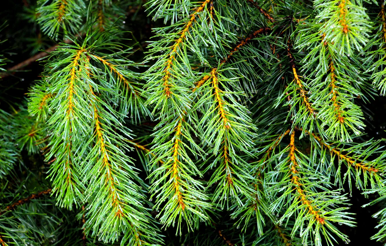 Фото обои plant, pine, twig
