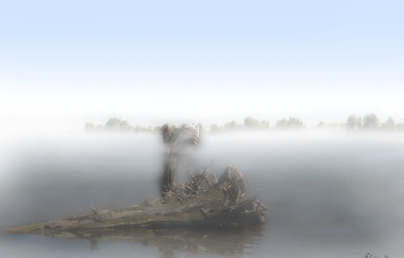 Фото обои туман, озеро, утро, коряга