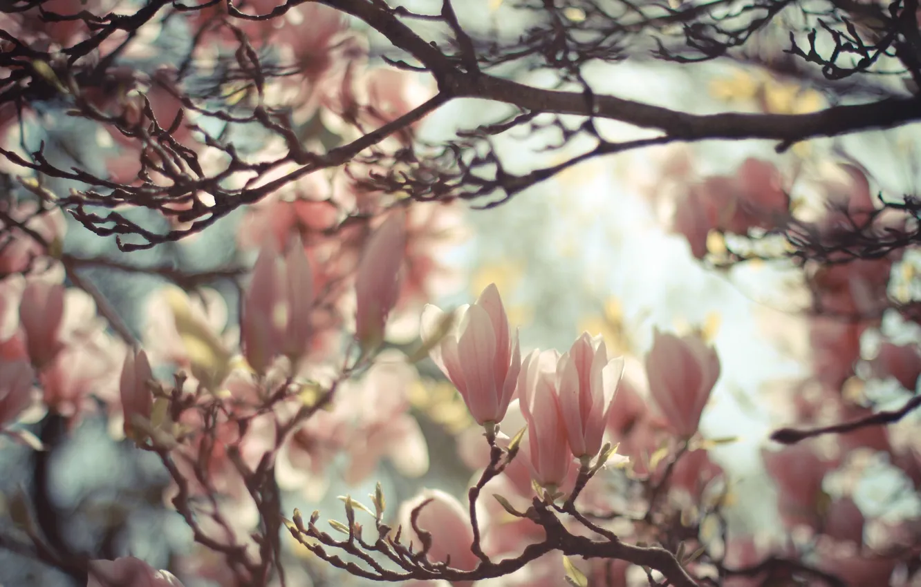 Фото обои дерево, весна, магнолия