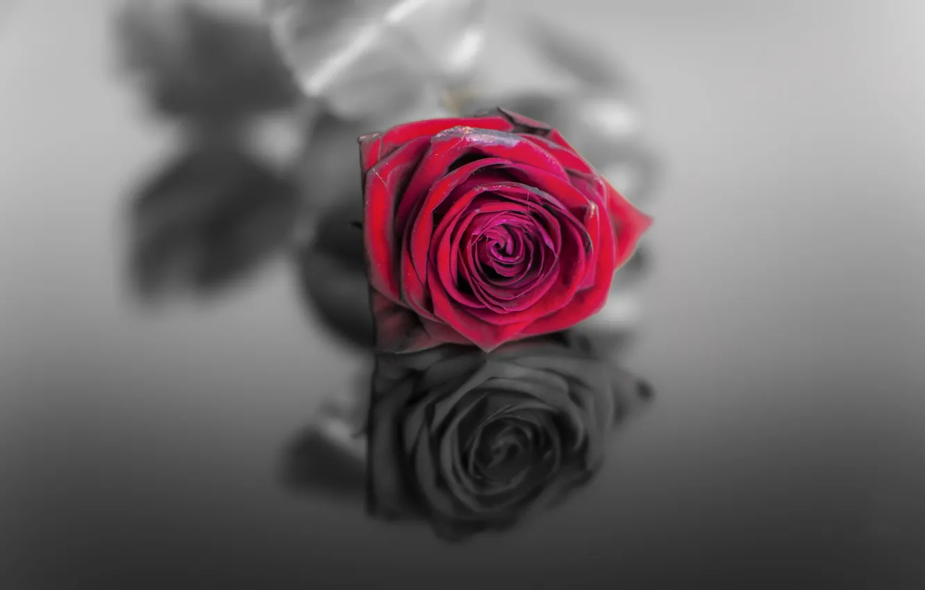 Фото обои роза, Red, Black