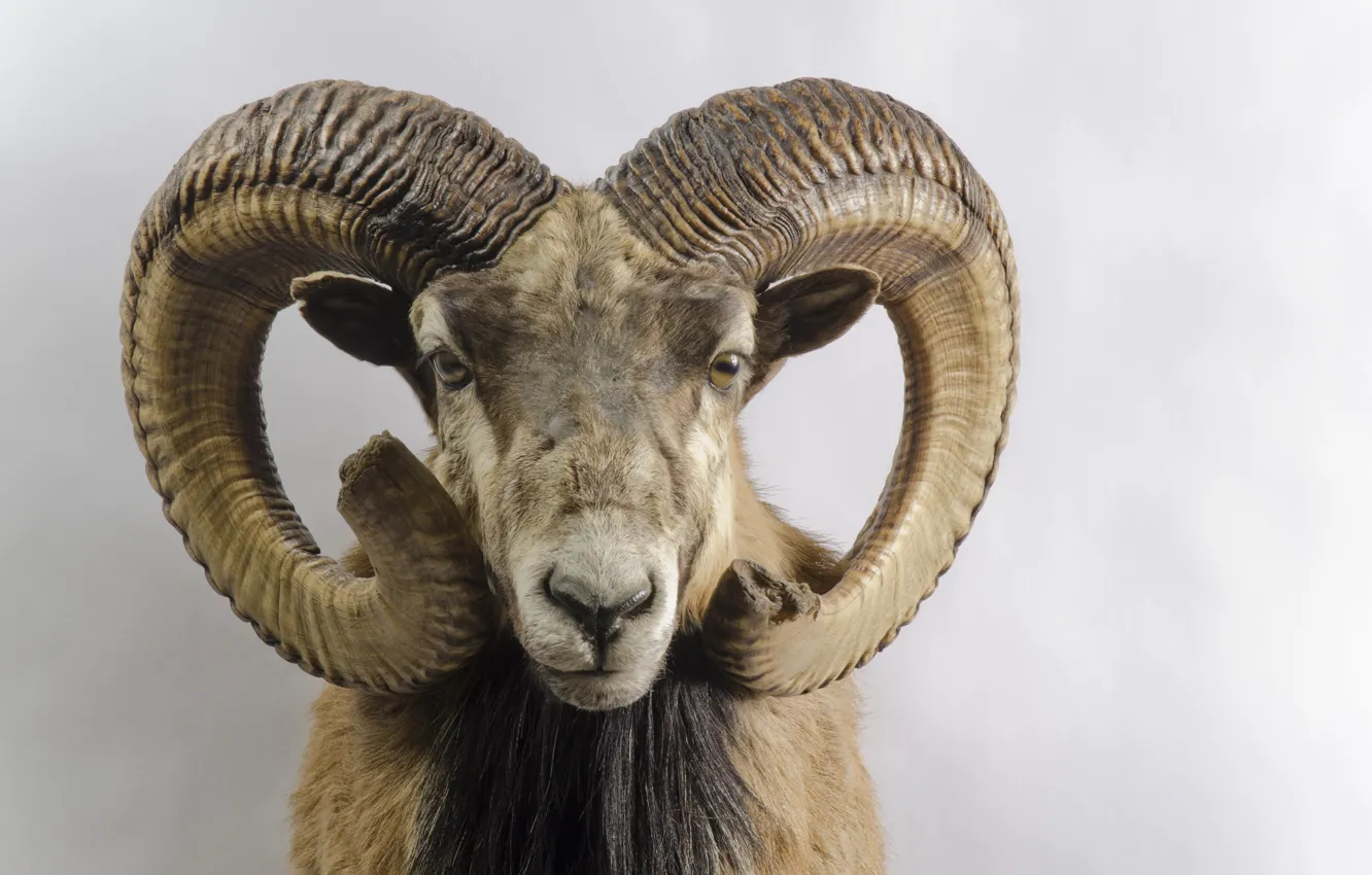 Фото обои horns, head, Capra pyrenaica