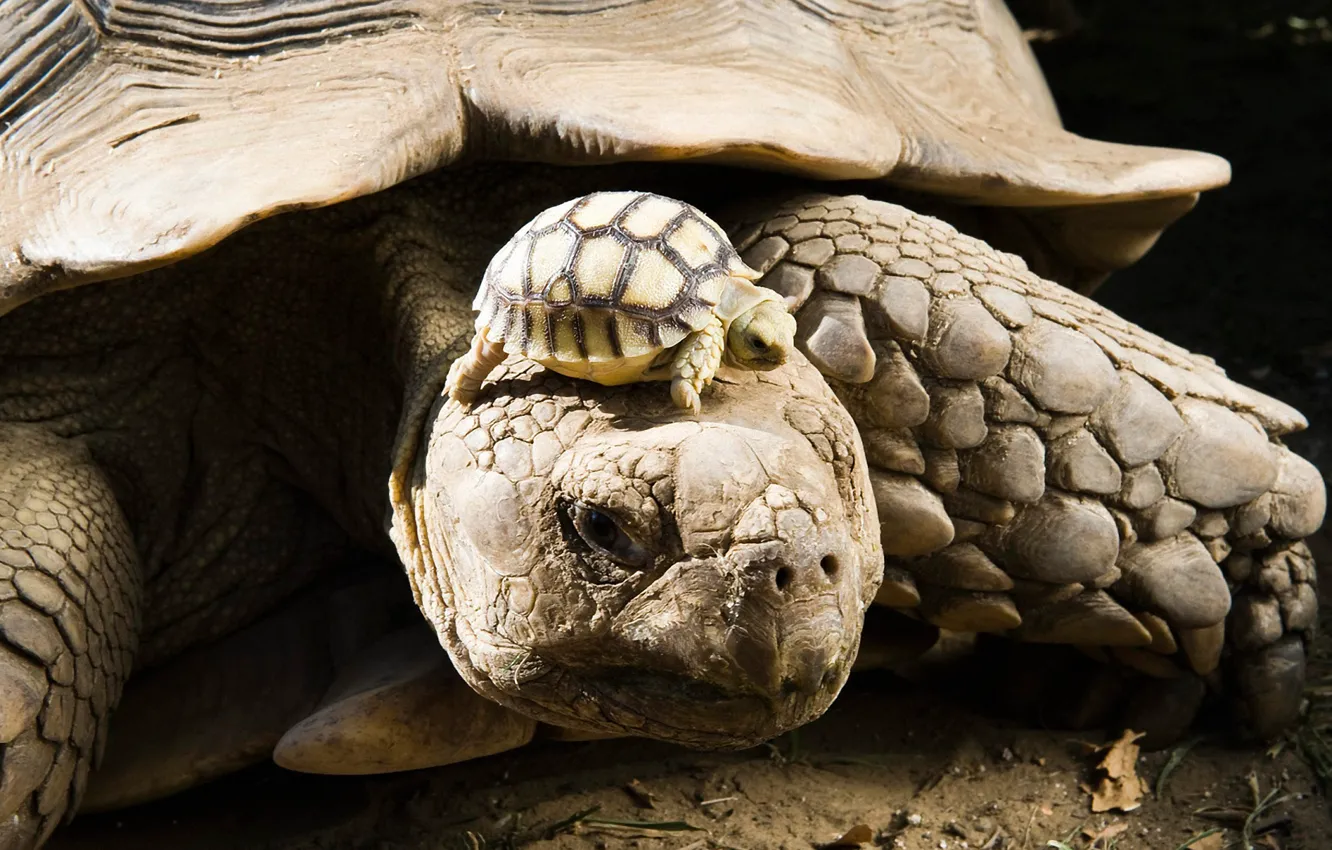 Фото обои черепаха, детеныш, панцирь