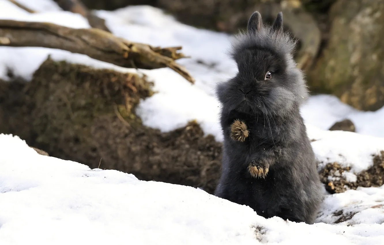 Фото обои зима, снег, кролик