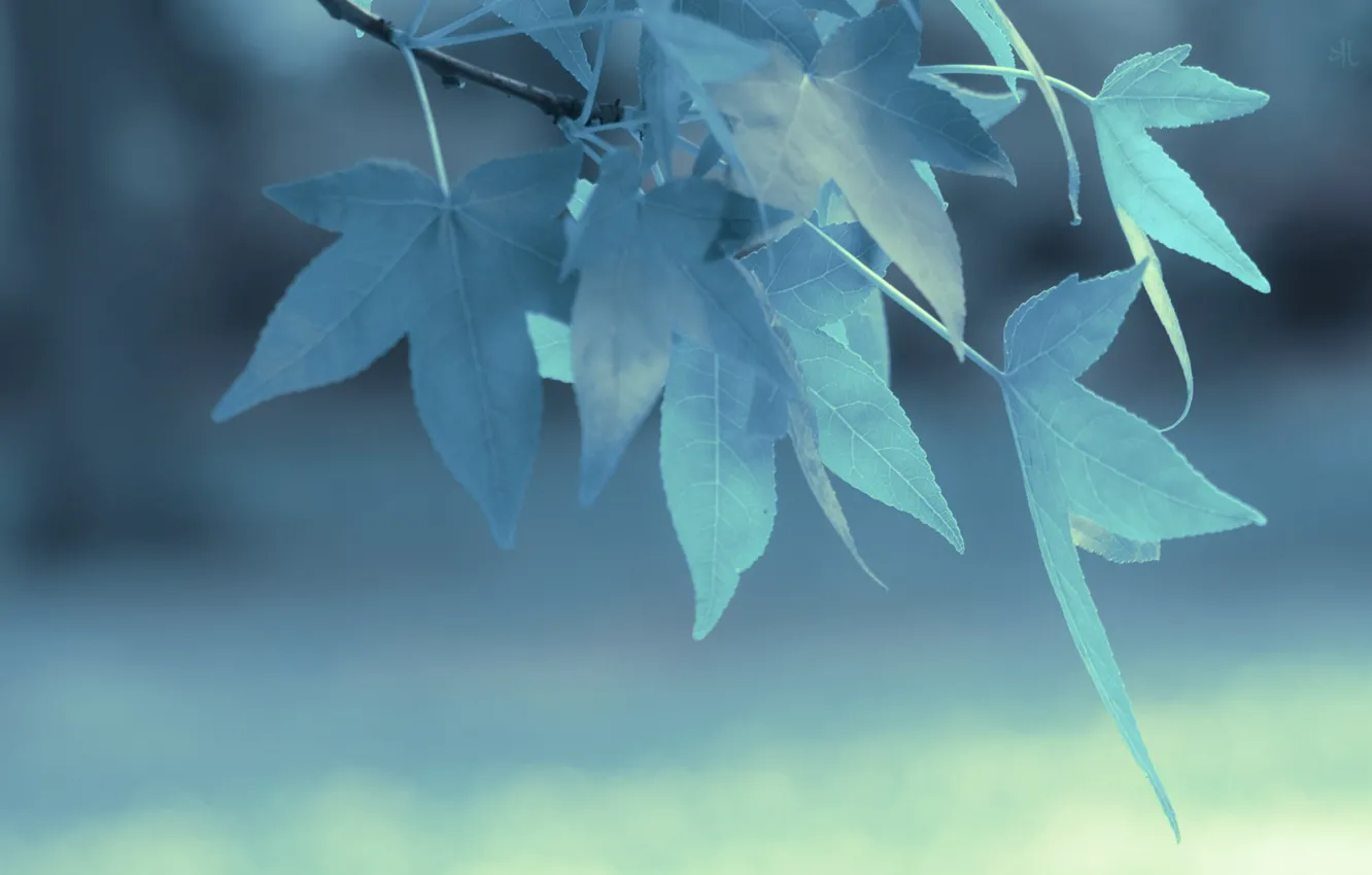 Фото обои голубой, ветка, Листья, blue