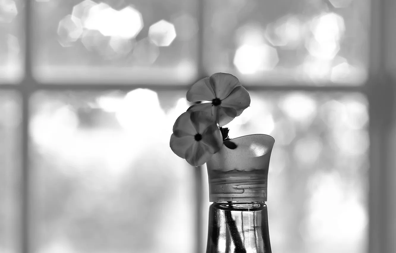 Фото обои лепестки, два цветка, Monochrome Bokeh