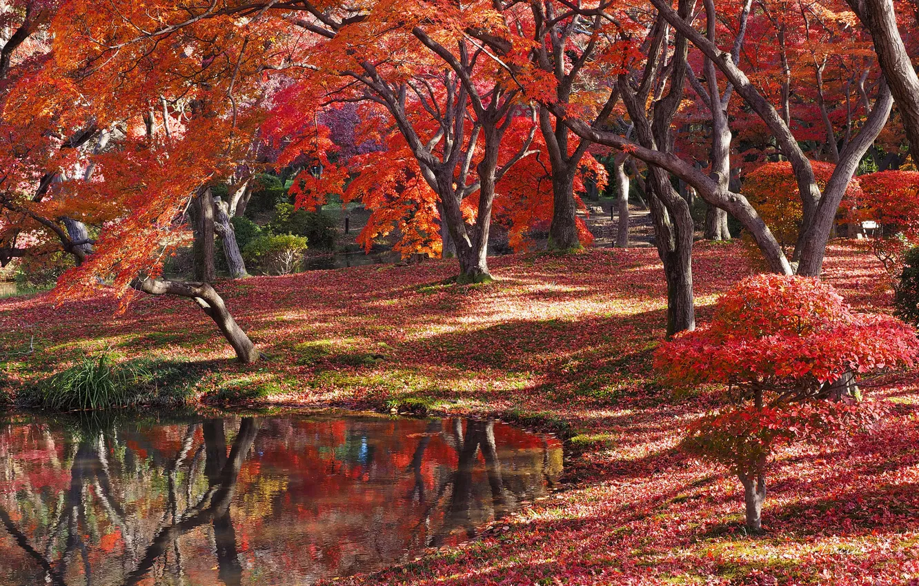 Фото обои осень, лес, рзеро