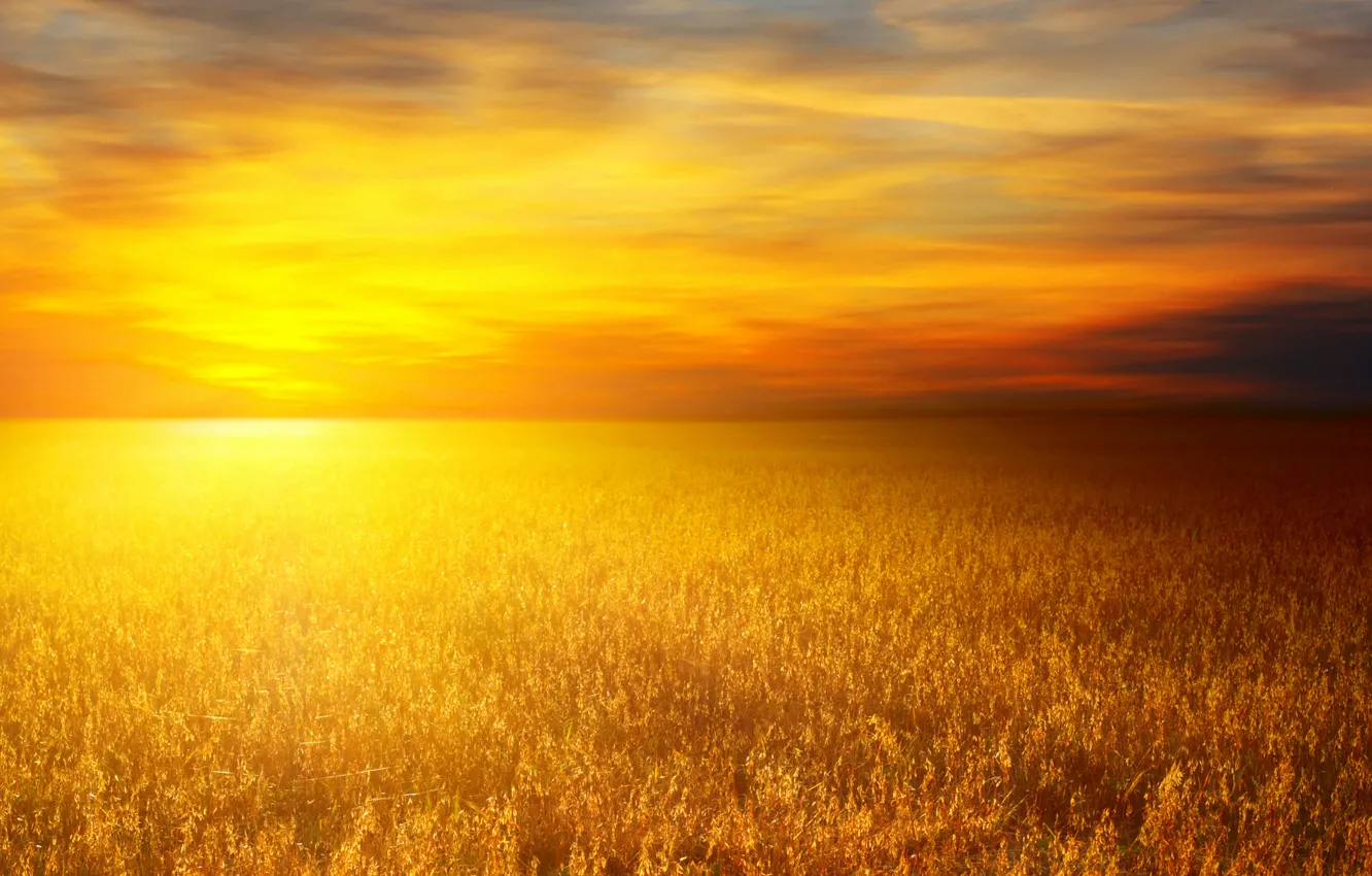 Фото обои пшеница, солнце, природа, пейзажи, пшеничные поля, пшеничное поле