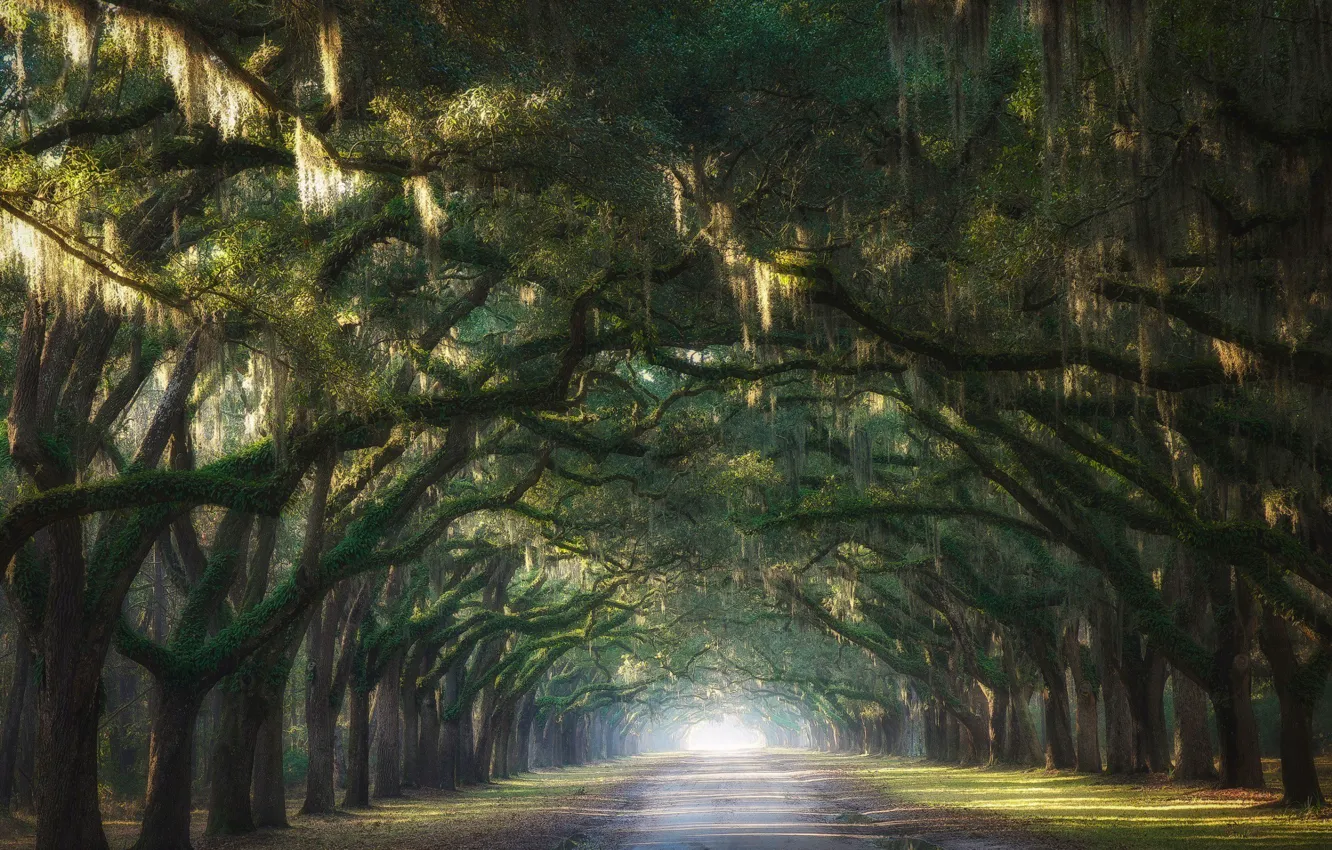 Фото обои дорога, свет, деревья, природа, путь, ветви, арка, аллея