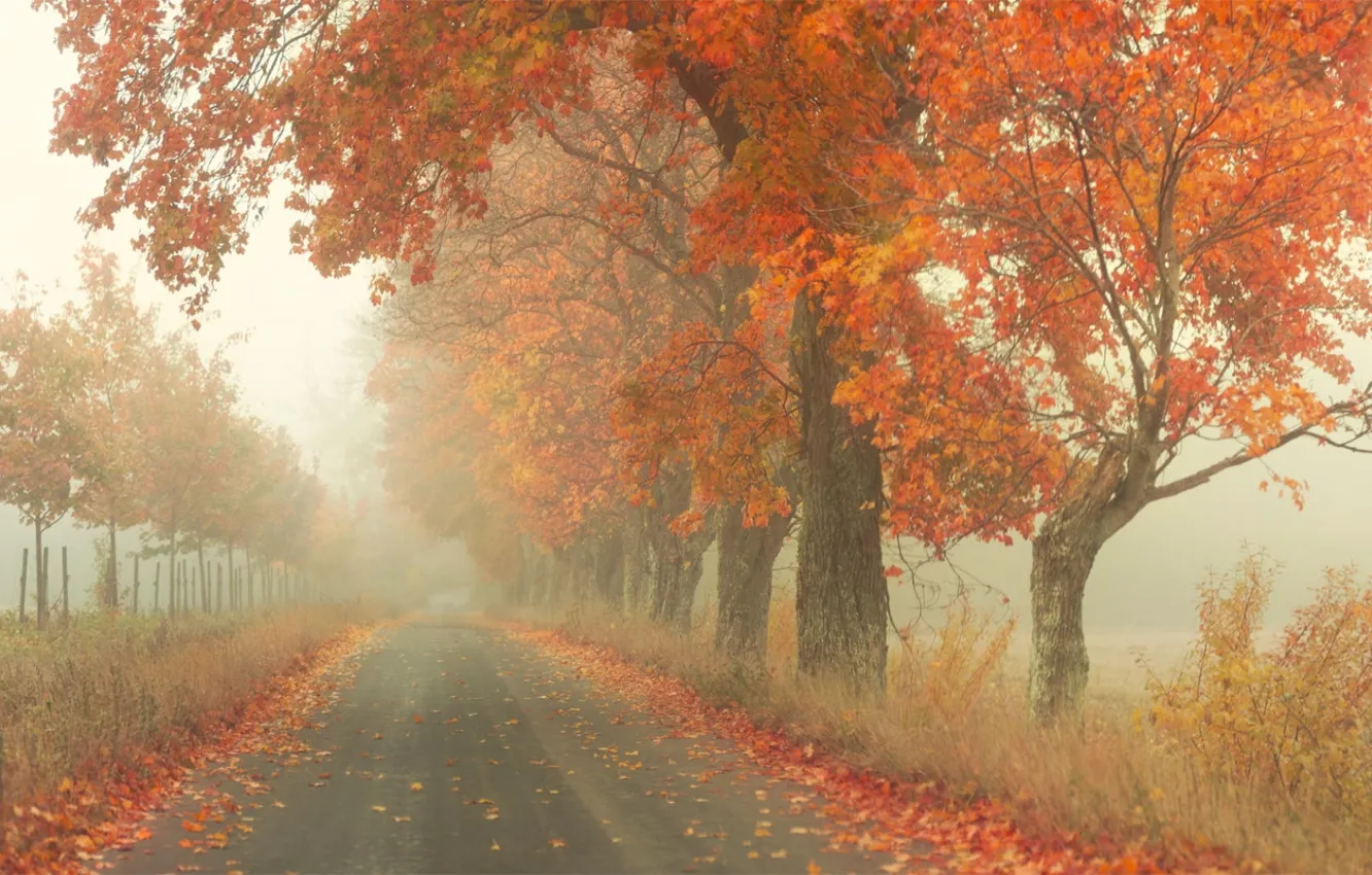 Фото обои дорога, осень, деревья, туман, листва, by Robin de Blanche, Red Road