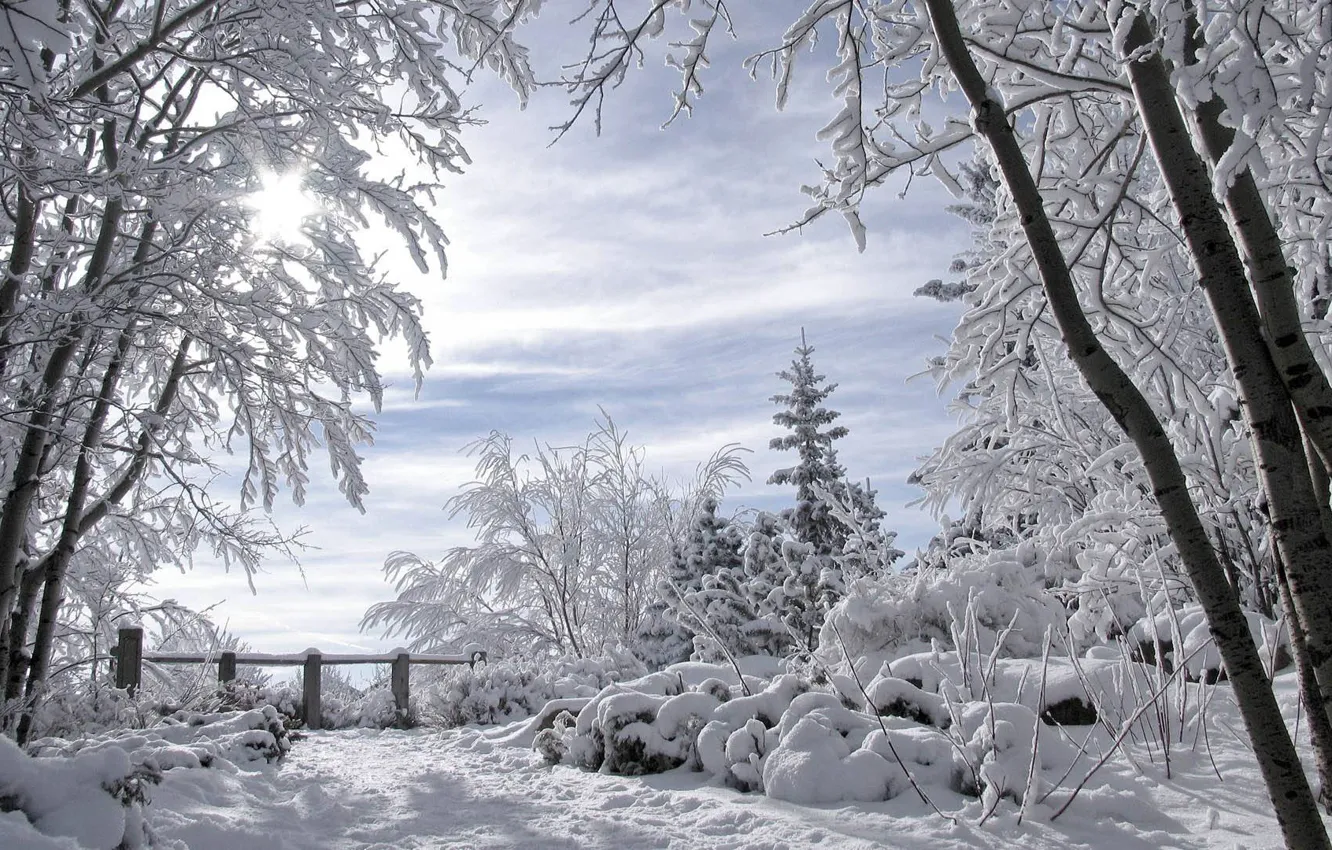 Фото обои для Литы, зимний пейзаж, романтика зимы, заснеженные деревья