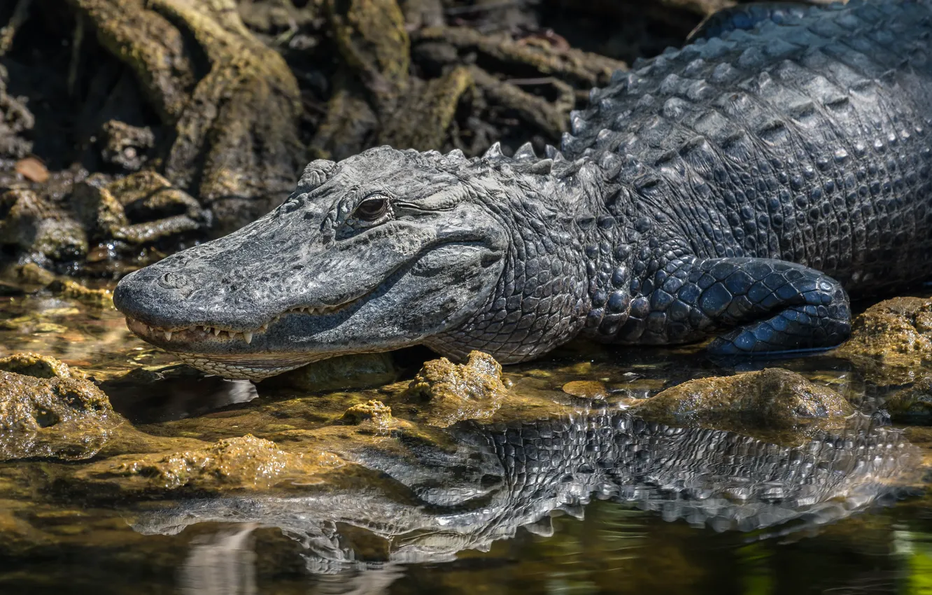 Фото обои природа, крокодил, алигатор