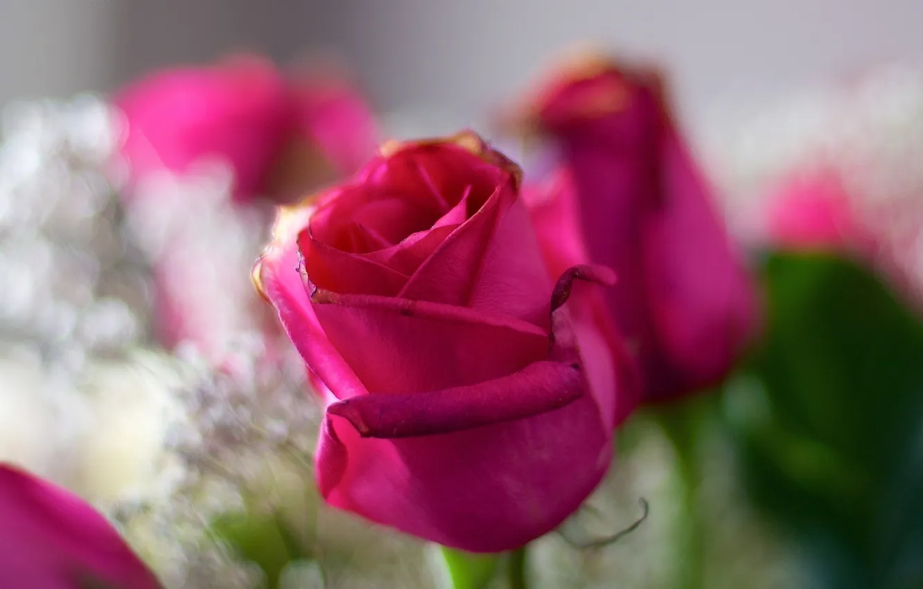 Фото обои цветок, макро, розовый, роза, лепестки