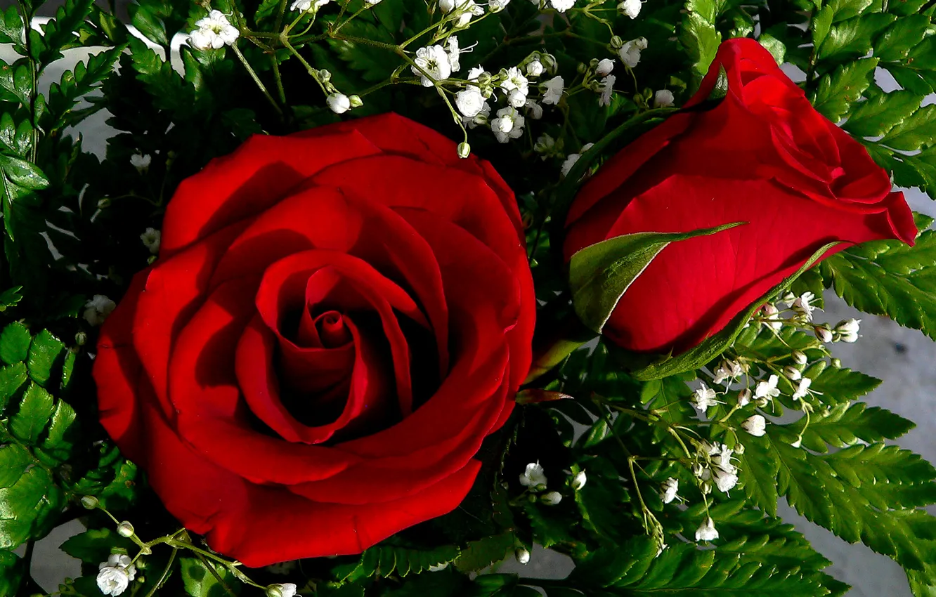 Фото обои роза, букет, лепестки, бутон