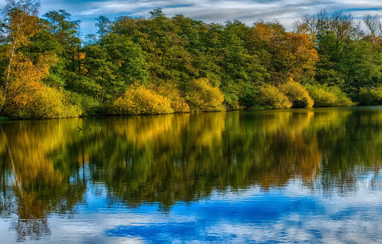 Фото обои осень, лес, деревья, река, Германия, Saxony, Ahausen