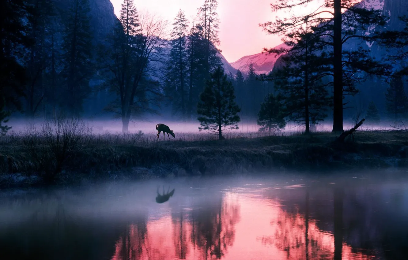 Фото обои лес, озеро, олень, горы туман